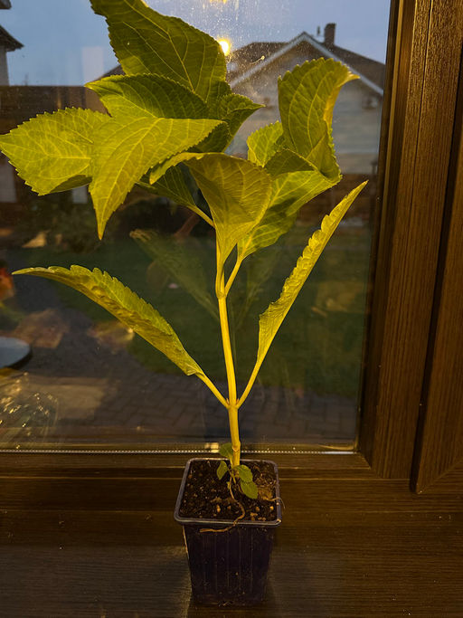 Гортензия крупнолистная Ю энд Ми Форевер