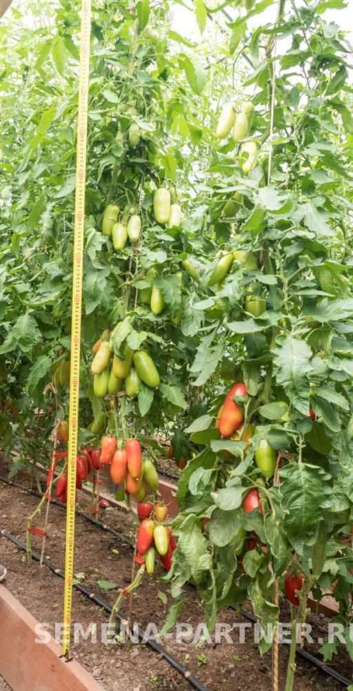 Томат Дамский Каприз - Партнер фото 8