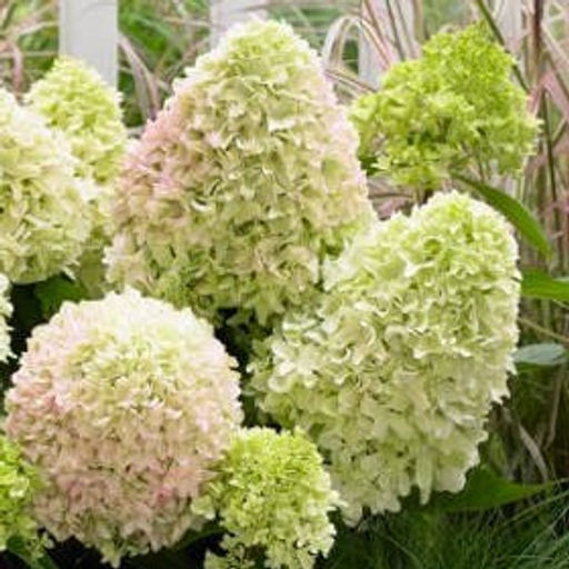 Гортензия метельчатая Литтл Фрайз - 7цветов фото 2