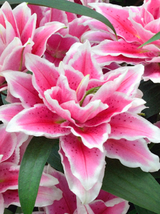 Лилия Roselily Samantha (Розовидный гибрид) - Голландские луковицы фото 3