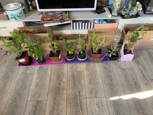 Шалфей дубравный Роуз Квин