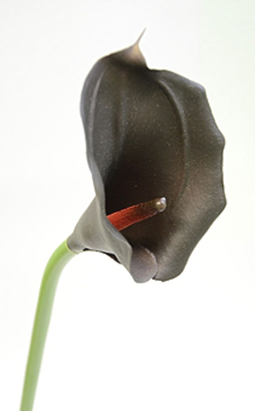 Калла одиночная Бордовая H-70см