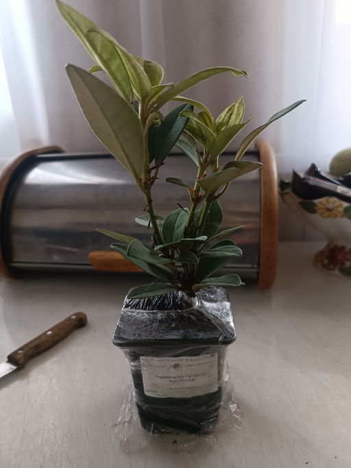 Рододендрон Фантастика