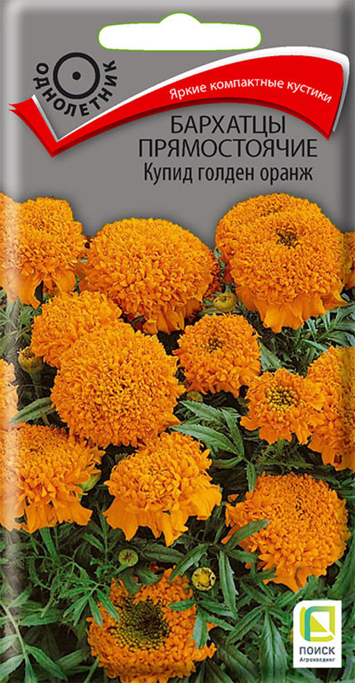 Бархатцы прямостоячие (Тагетес прямостоячий) Купид голден оранж ( ЦВ) (1) 0,2гр. - Поиск фото 2
