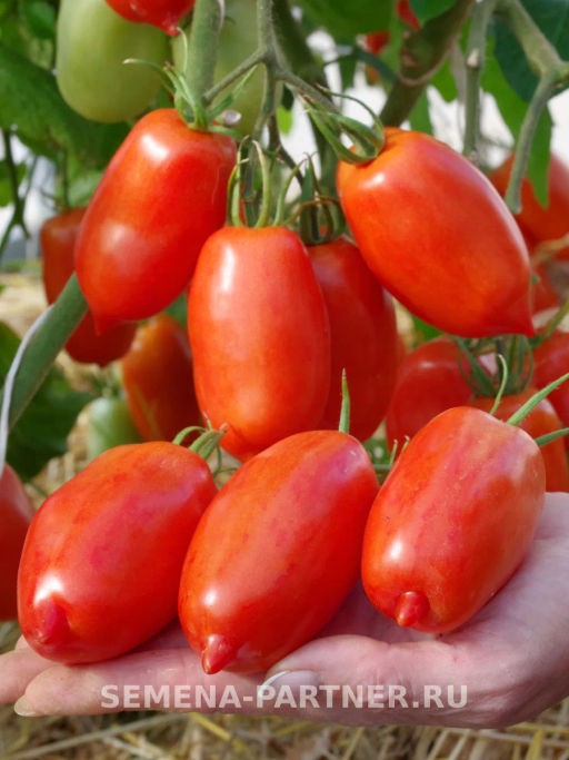 Томат Фестиваль - Партнер фото 4