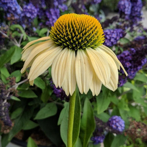 Эхинацея Меллоу Еллоу - Долина роз фото 3