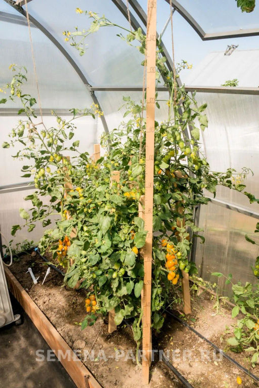 Томат Черри Магнифика - Партнер фото 6