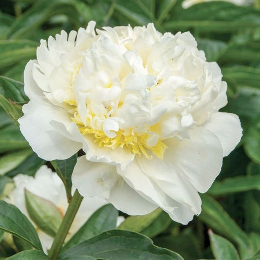 Пион Bridal Icing - Голландские луковицы фото 2