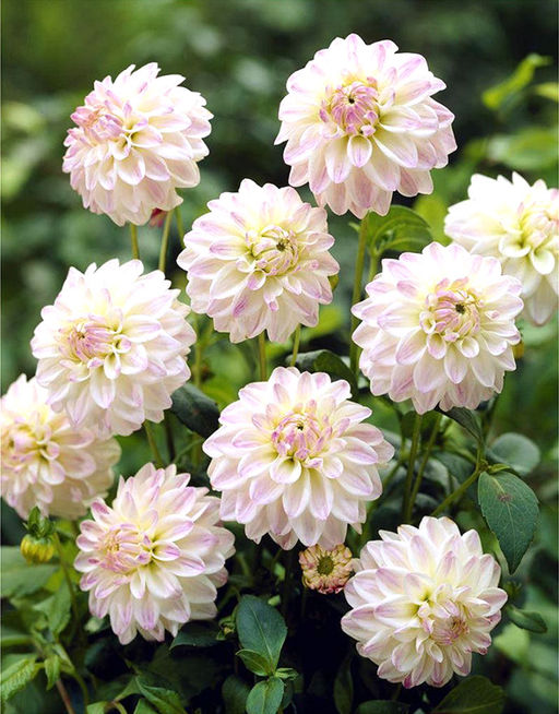 ГЕОРГИНА Виттем Разбор I Кол-во упак., шт 1