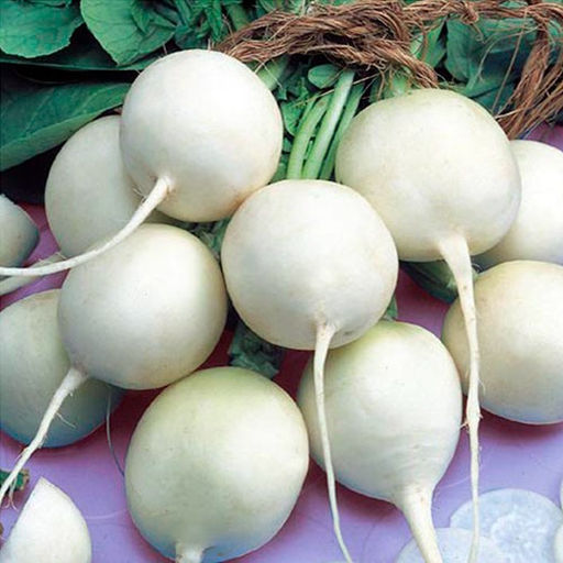 5162D Редис Октава 1гр