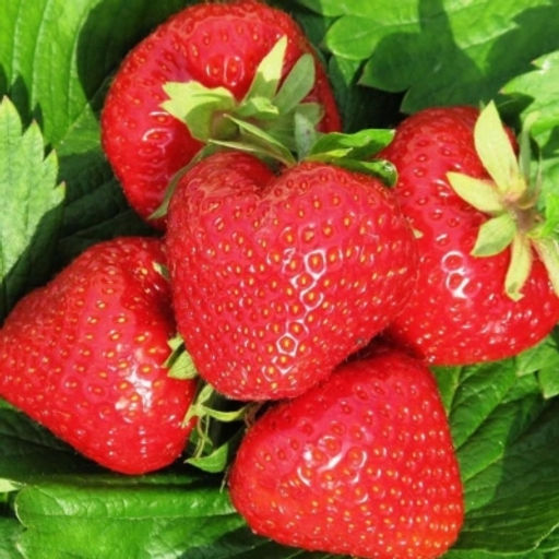 Клубника Федерика А 10шт/пучок