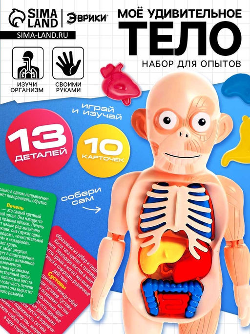 Набор для опытов Мое удивительное тело - Эврики фото 9