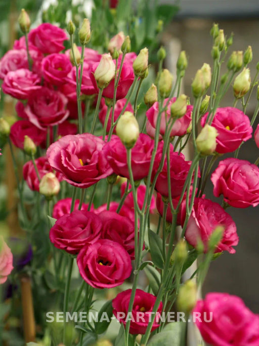 Эустома срезочная махровая красная Принцесса Луиза - Партнер фото 3