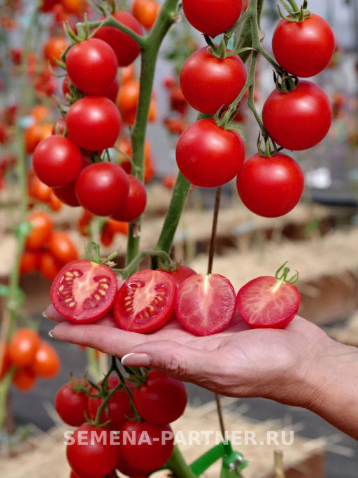 Томат Маргоша - Партнер фото 6
