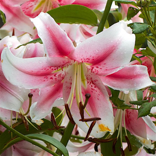 ЛИЛИЯ Анастасия Разбор 12/14 Кол-во упак., шт 5