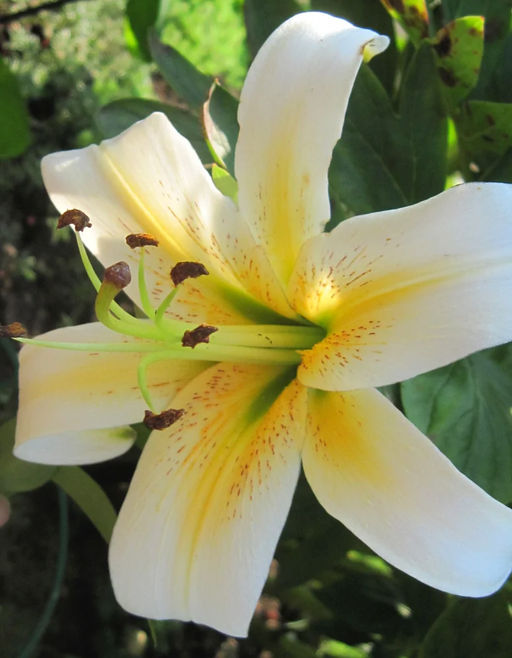 ЛИЛИЯ Мистер Писташ Разбор 12/14 Кол-во упак., шт 5