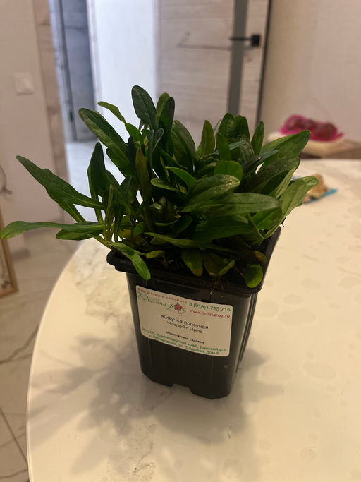 Живучка ползучая Чоклейт Чипс