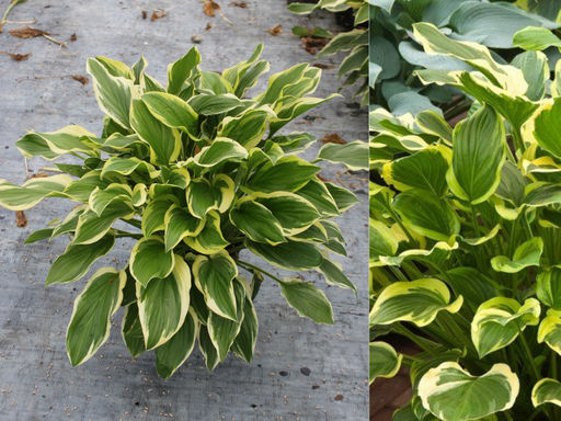 Хоста Со Свит - Долина роз фото 2