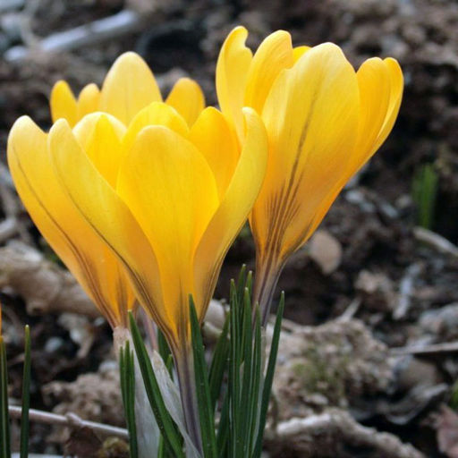 Крокус Голден Йеллоу Golden Yellow 10 шт.