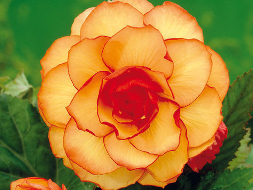 Бегония пикоти желто-красная (Begonia Picotee yellow-red) - Долина роз фото 2
