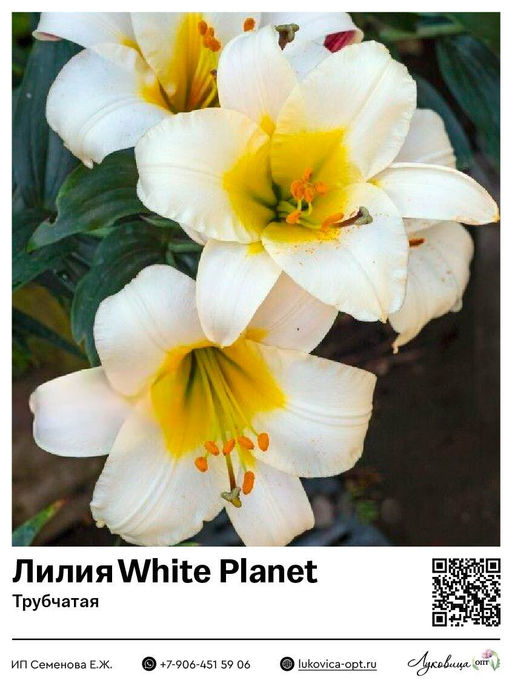 Лилия White Planet (Трубчатая)
