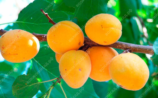 Абрикос Орловчанин