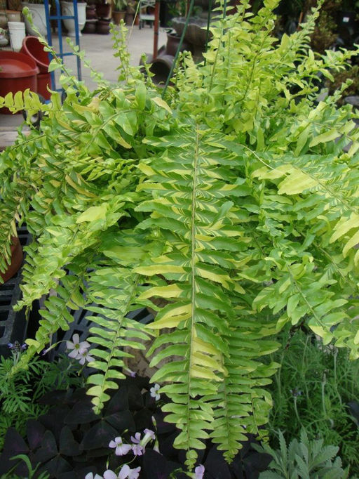 Папоротник Тигр