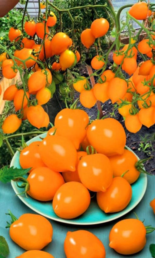 Томат ЛИМОНАДНЫЙ ДЖО Красота и вкуснотища! В кисти до 30 плодов! Устойчив к фитофторе! - Уральский дачник фото 4