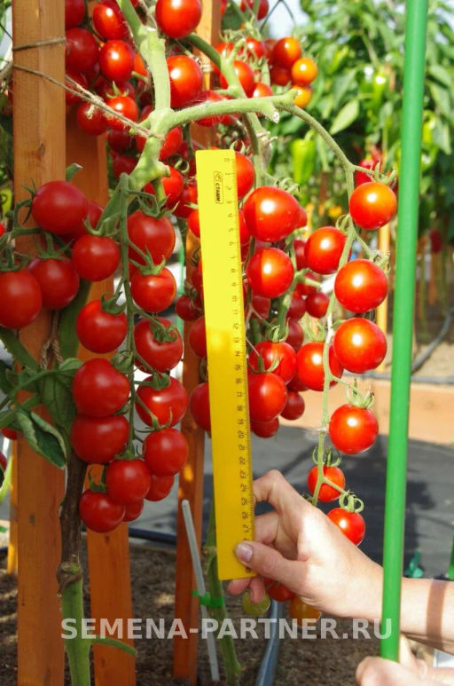 Томат Дирижер - Партнер фото 4