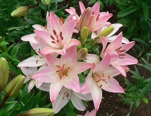 ЛИЛИЯ Марлен Разбор 12/14 Кол-во упак., шт 5