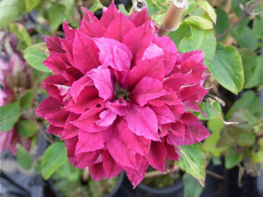 Клематис Red Star (Ред Стар) - Долина роз фото 5