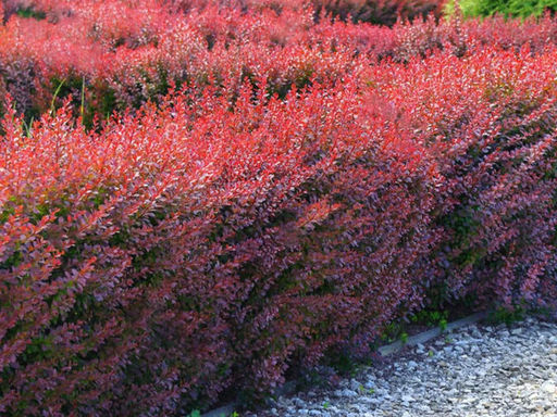 Барбарис краснолистный - Долина роз фото 4