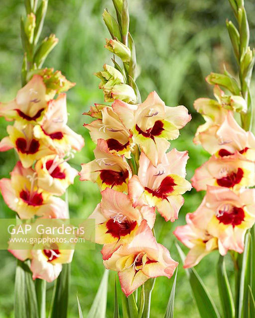 ГЛАДИОЛУС Луиза Разбор 10/12 Кол-во упак., шт 10