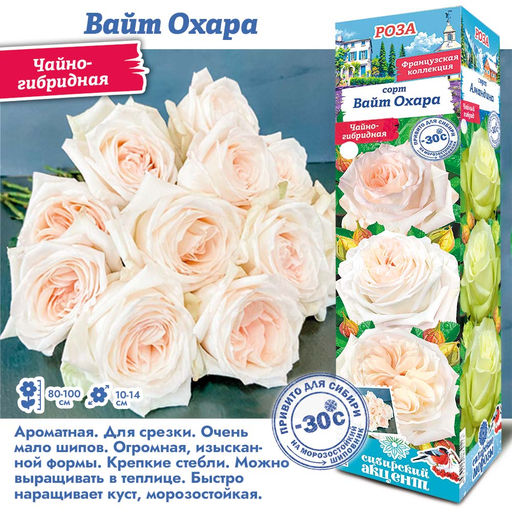 Роза Вайт Охара (Чайно-гибридная) 1шт
