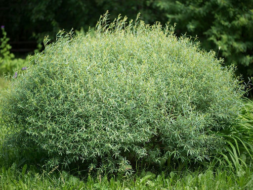 Ива пурпурная Нана (шаровидная) - Долина роз фото 2