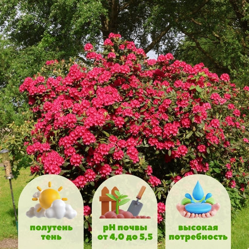 Рододендрон Нова Зембла