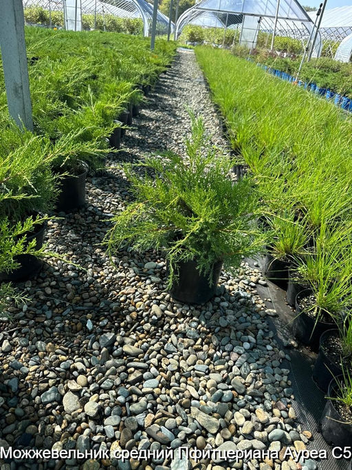 Можжевельник средний Пфитцериана Ауреа С5 - Park rose фото 2