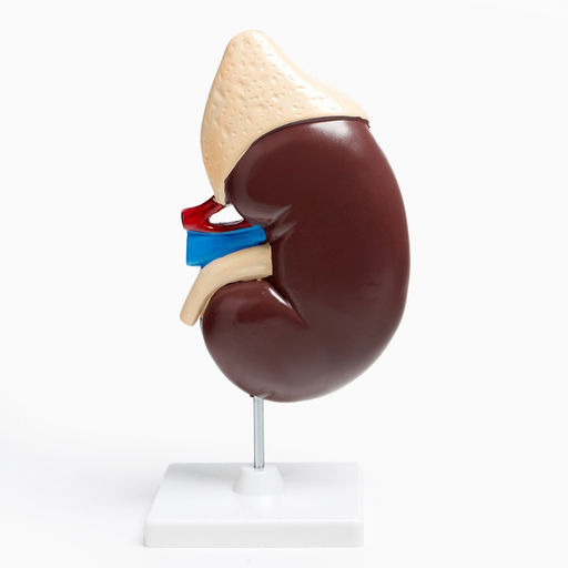 Анатомическая модель «Макет почки человека», 14×30 см