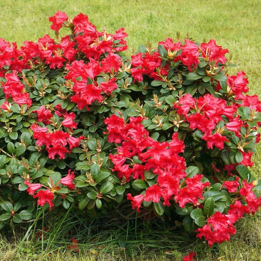 Рододендрон Скарлет Вондер