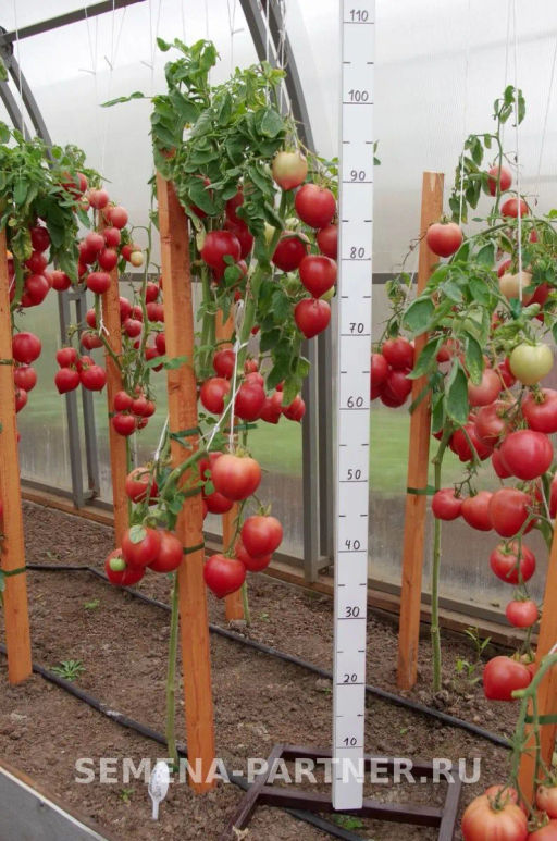 Томат Папина Дочка - Партнер фото 3