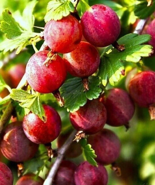 Крыжовник Балет (коробка) 1шт