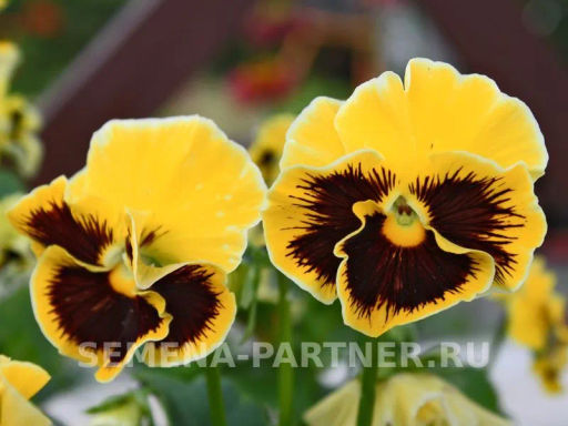 Виола бахромчатая Танго-Манго Кан-Кан - Партнер фото 7