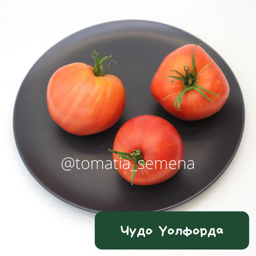 Чудо Уолфорда - Tomatia фото 2