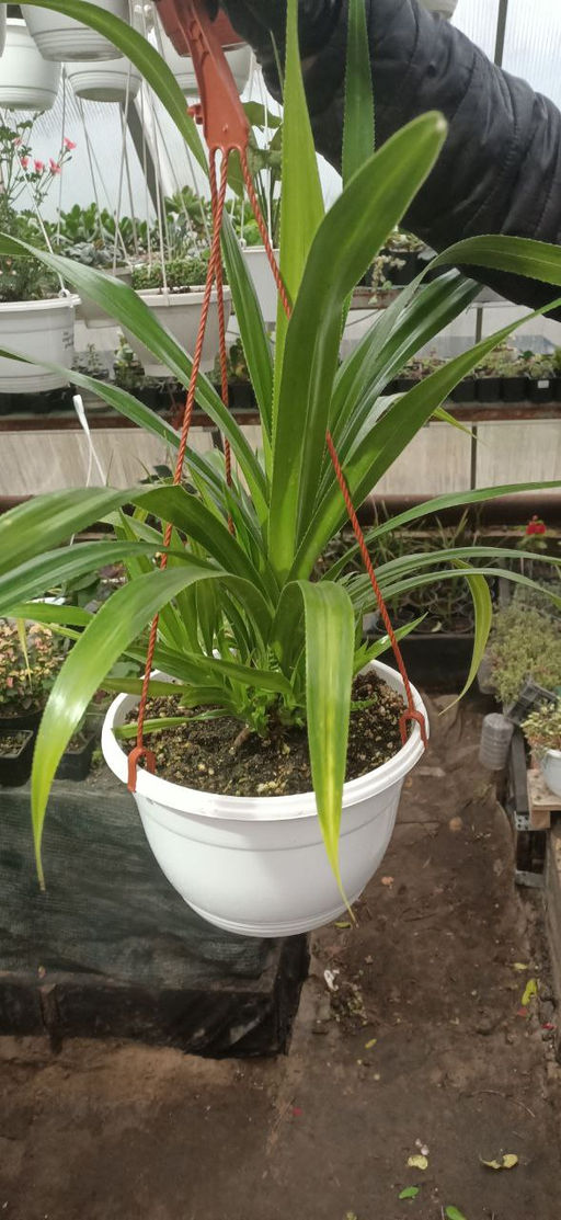 Панданус - 1000корней фото 2