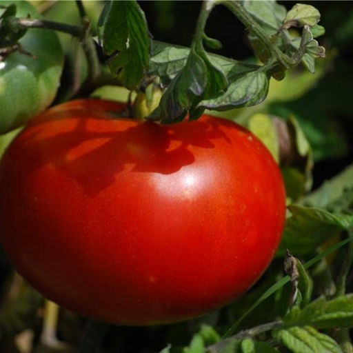 6240U Томат Маршал F1 5шт