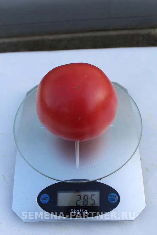 Томат Малиновый Мусс - Партнер фото 3