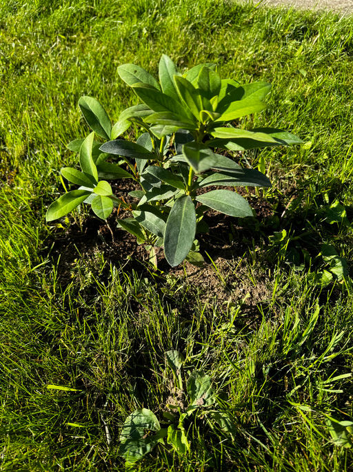 Рододендрон Каннингемс Уайт