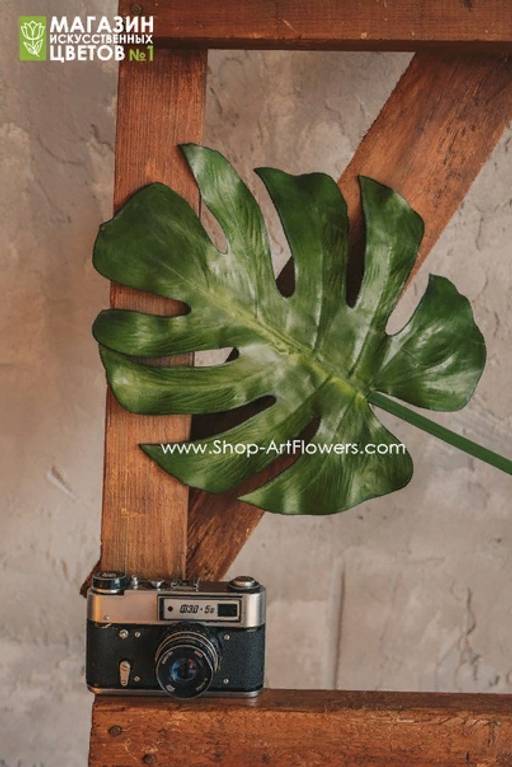 185 Лист монстеры большой