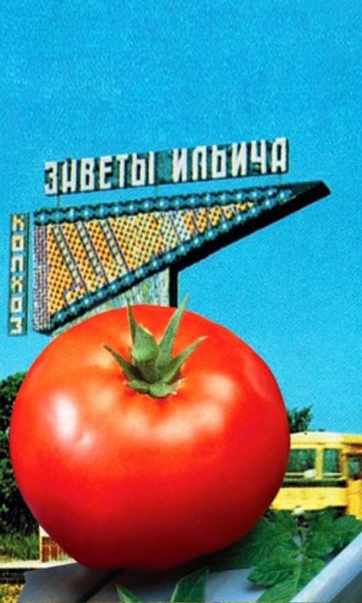 Томат ЗАВЕТЫ ИЛЬИЧА Из самых надёжных сортов! Вкус как в детстве, плоды сладкие как персик, нежные, сахаристые, тающие во рту! Не требует сложного ухода! Устойчив к болезням! - Уральский дачник фото 2