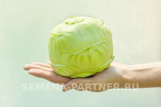 Капуста кольраби Корист - Партнер фото 4